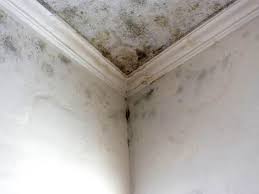 Professional Mold Removal & Remediation in Mineral Springs, NC